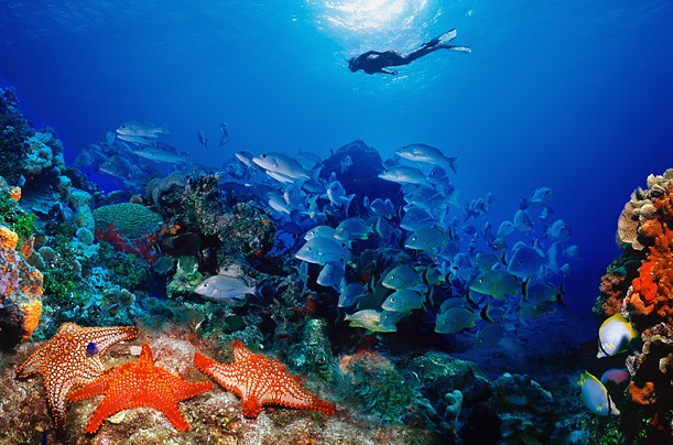 Dahab Nurkowanie Rafy koralowe w Dahabie
