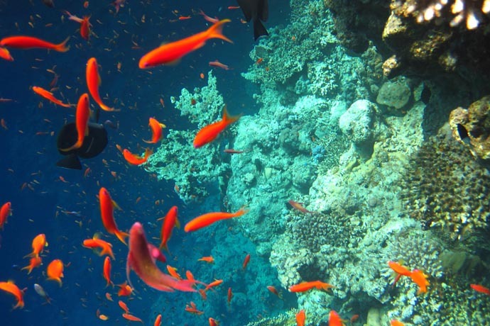 Dahab Rafa Koralowa Rafy koralowe w Dahabie
